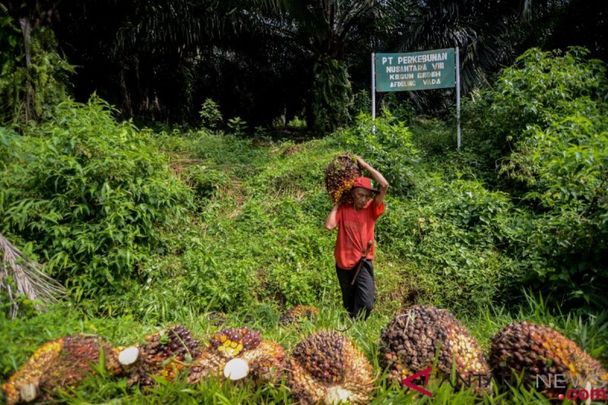 Harga Sawit Riau Turun Rp1,1/Kg