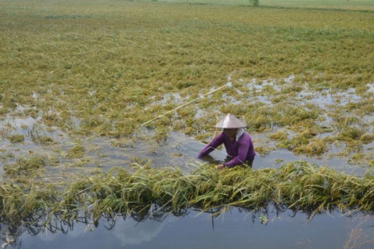 154 hektare lahan puso kena banjir, Pemprov Jateng siapkan asuransi