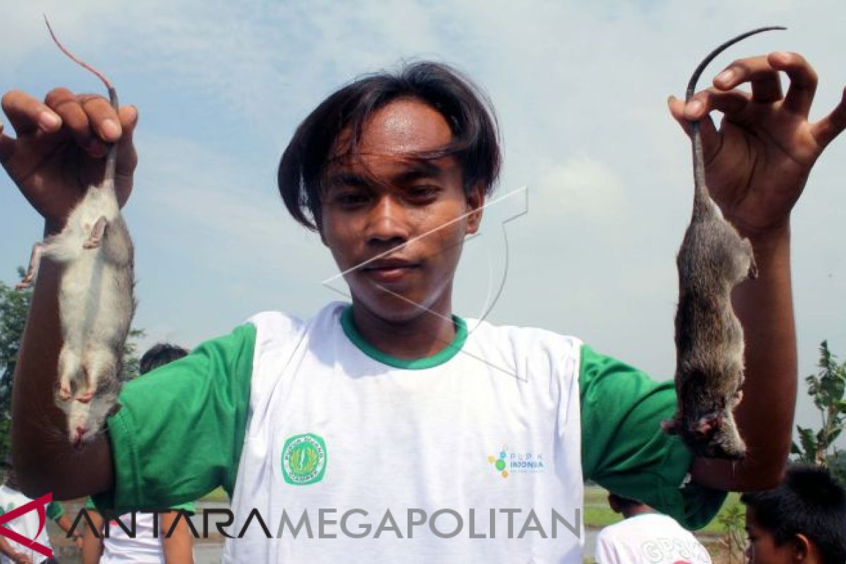 Ratusan hektare sawah di Karawang diserang hama