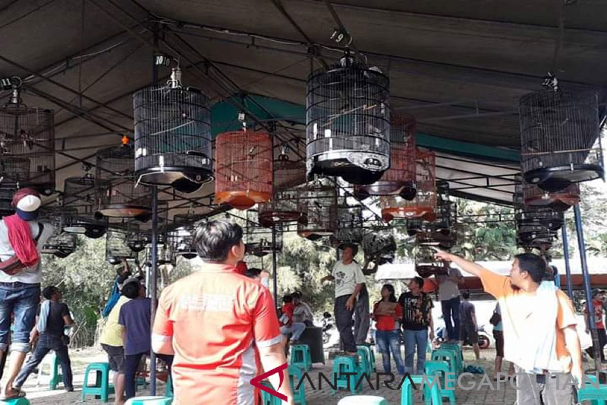 Kicauan 1.000 burung akan warnai Expo Ternak di Abdya