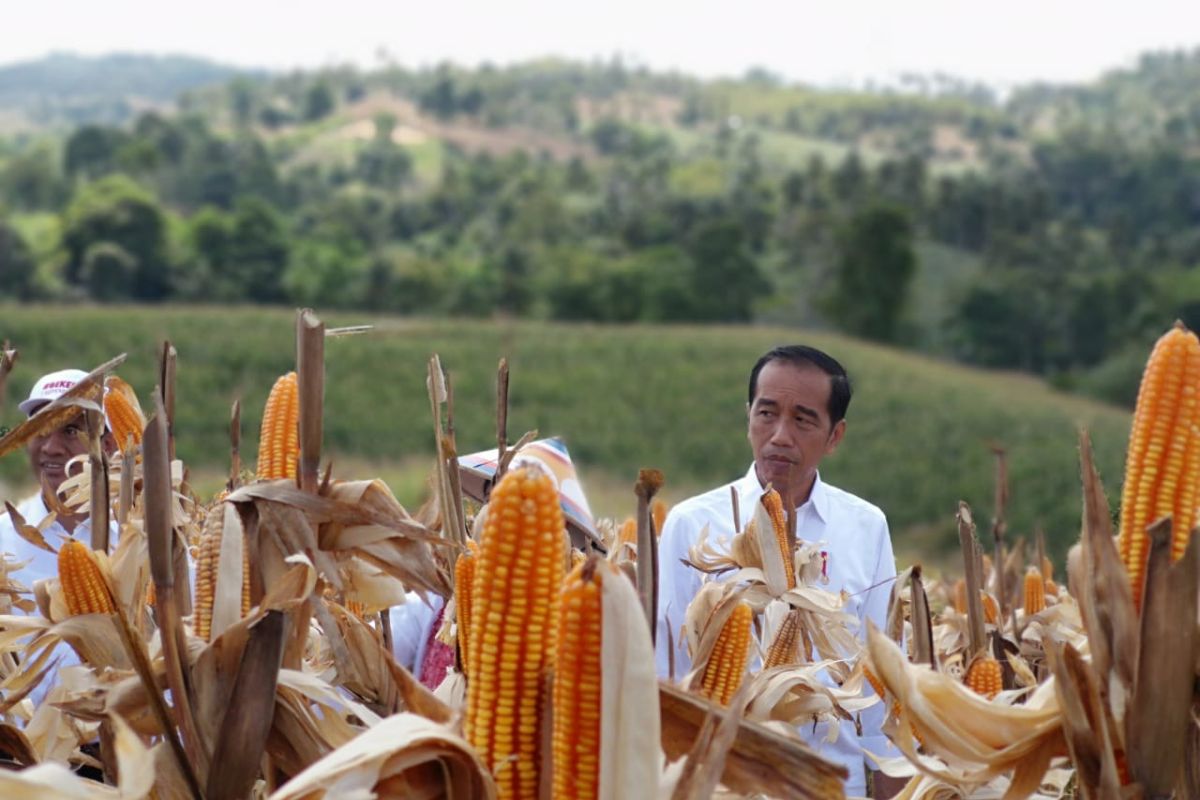 Presiden Jokowi sebut perlu ekspor untuk menjaga harga jagung