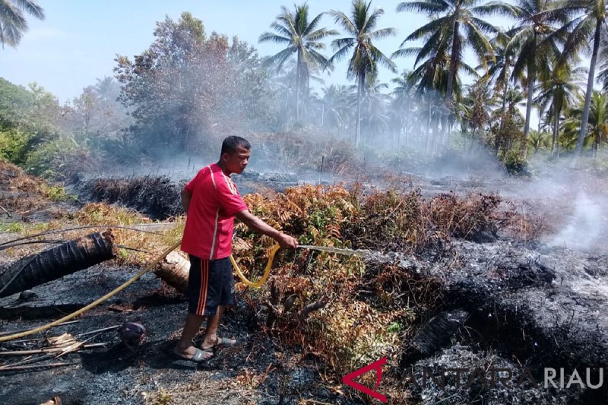 Kebakaran Meranti menyebar cepat bakar kebun sagu warga