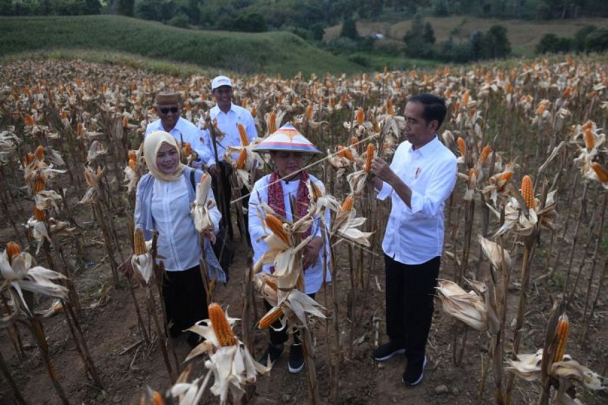 Temui Petani Gorontalo, Presiden Sebut Indonesia Buka Pasar Ekspor Jagung