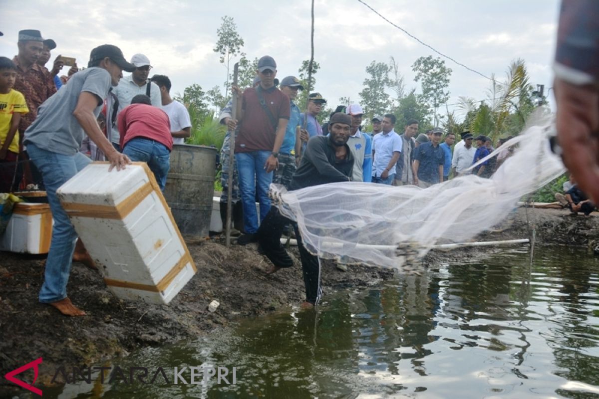 Bupati dan anggota DPD RI meriahkan panen udang Vannamei