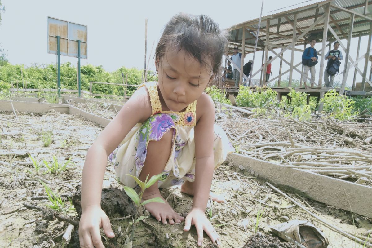 BKSDA: ekosistem Hutan Bakau Pantai Timur Jambi mengalami kerusakan