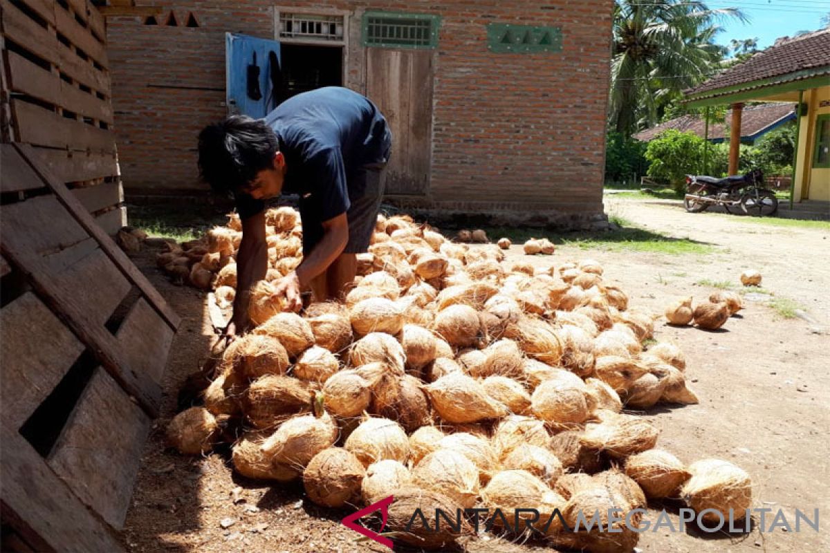 Nilai tambah komoditas kelapa ditingkatkan, Berharap harga naik lagi