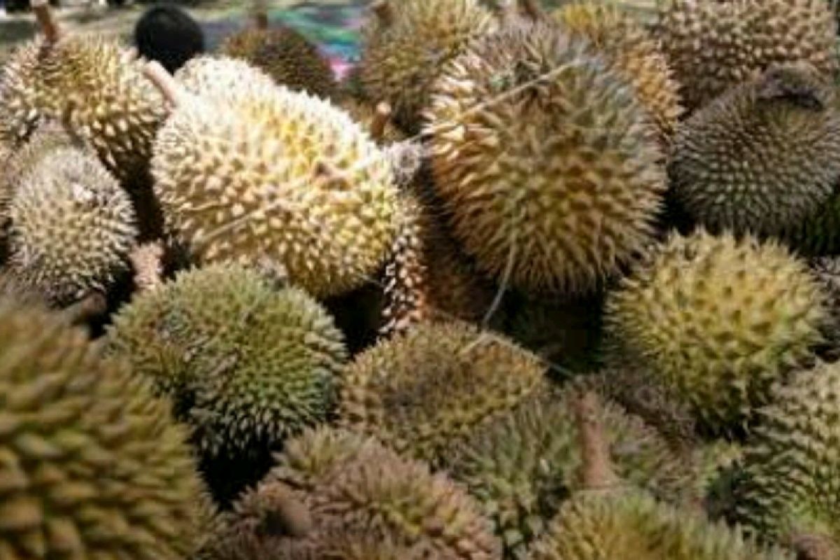 Durian Padang diburu pemudik di Kota Palembang