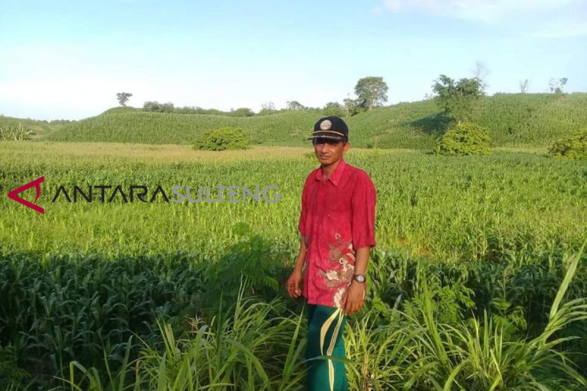 Banggai akan panen jagung sekitar 18.000 ton