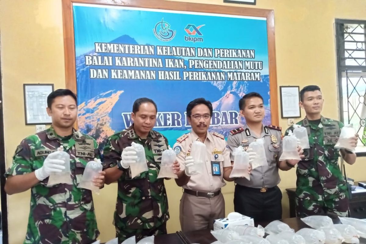 NTB kekurangan SDM awasi penangkapan benih lobster