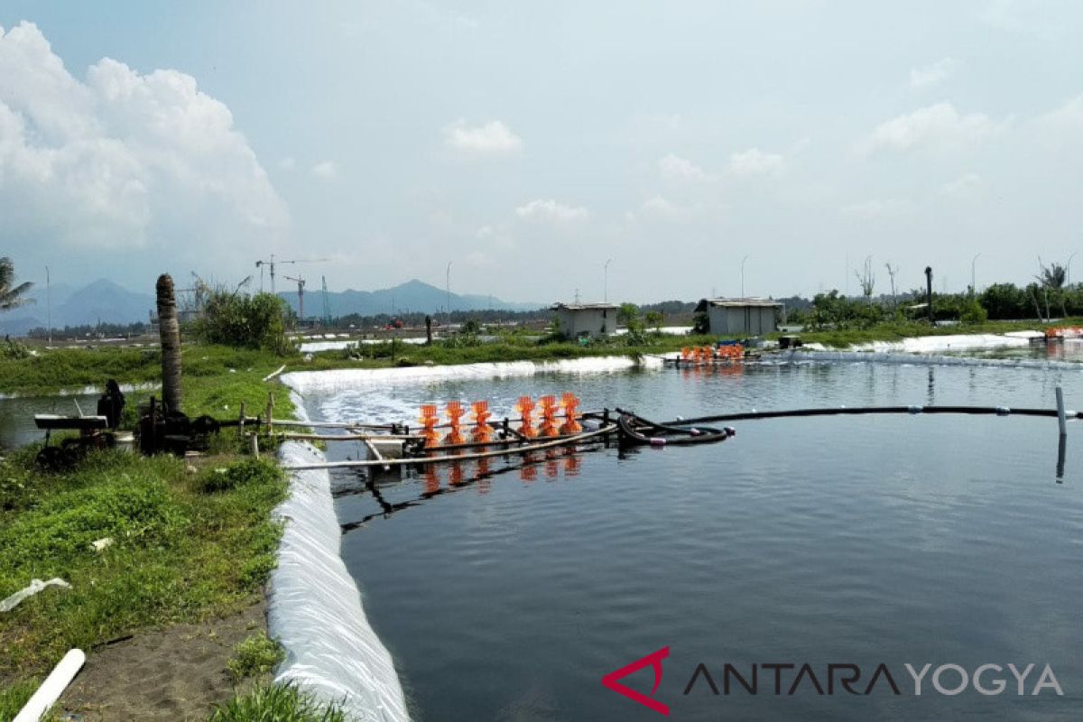 Pemkab kehilangan perputaran uang tambak udang Rp31,860 miliar