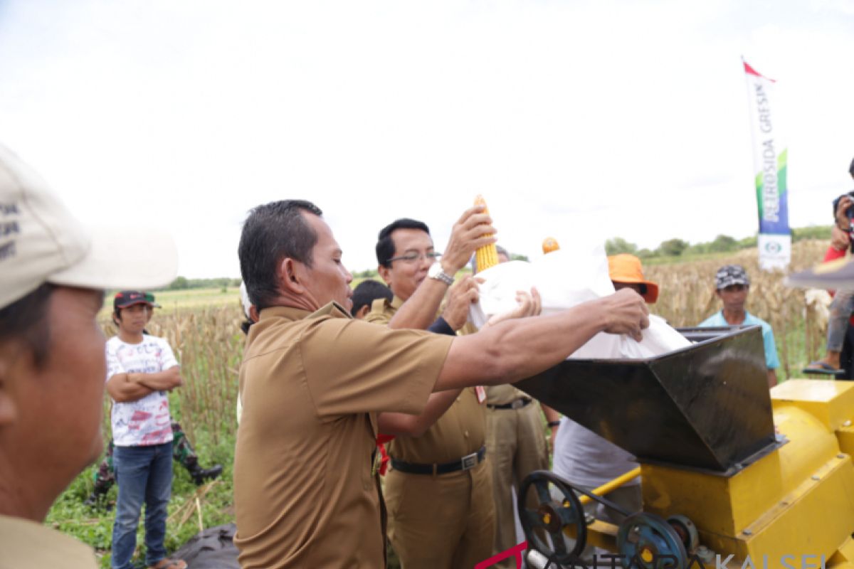 Bupati-Kelompok Tani Bina Usaha panen jagung