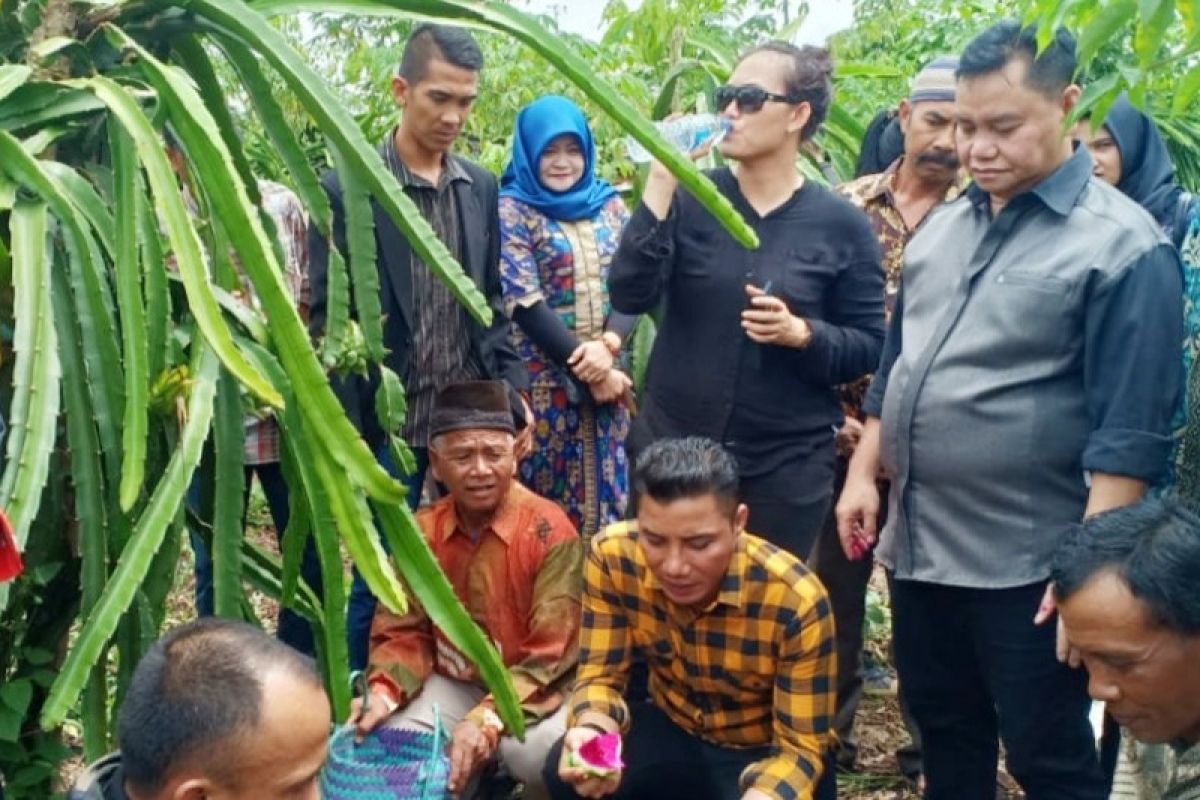 Buah naga Kotim menembus pasar Malaysia