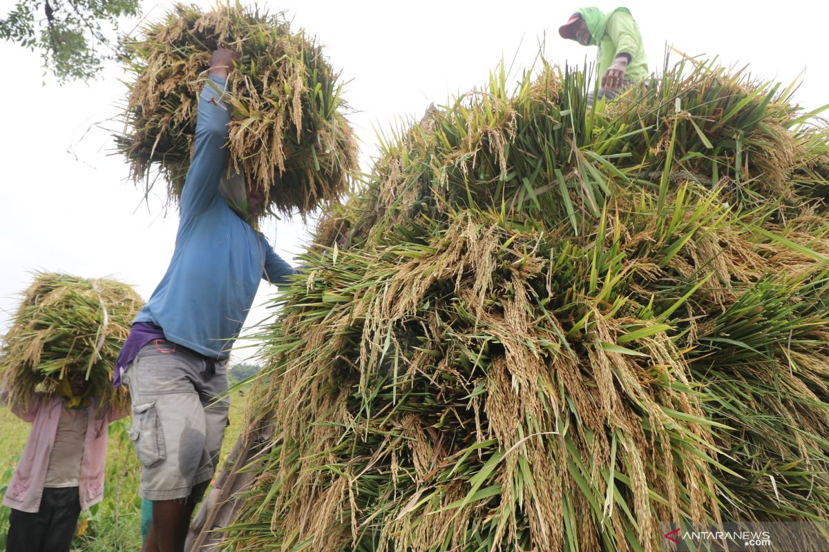 Produksi beras tahun 2019 diperkirakan turun akibat kekeringan