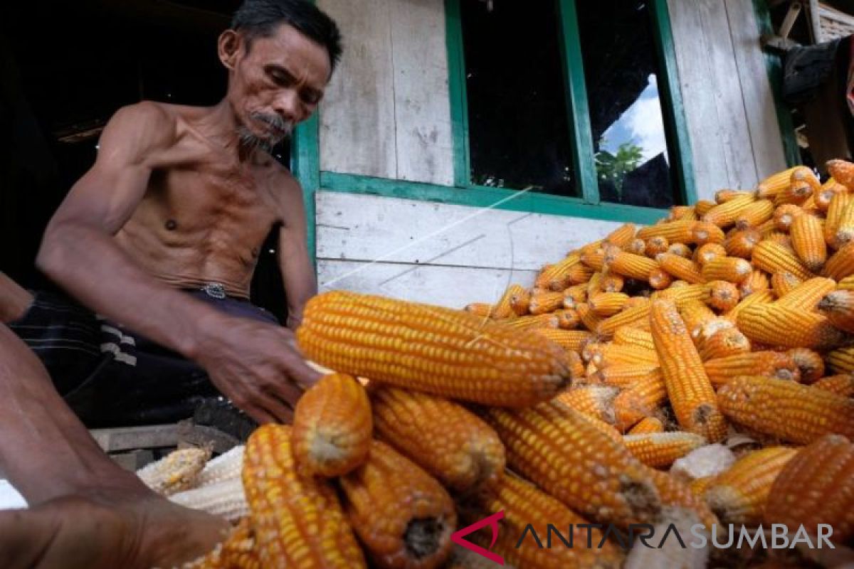 Harga Jagung Petani Solok Selatan Turun Rp1.700 Perkilogram