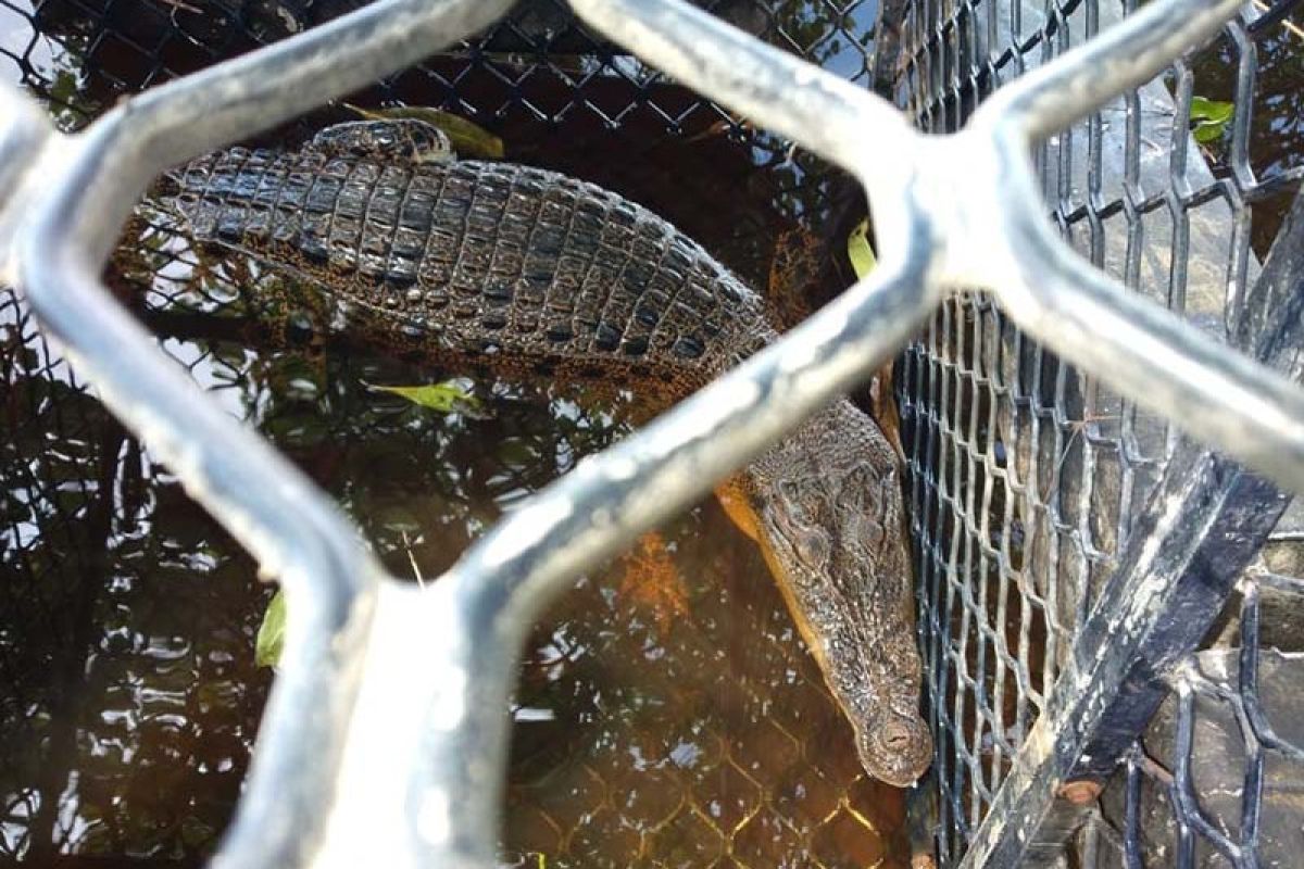 Buaya tersesat di Kampung Merempan Hilir dievakuasi BBKSDA Riau