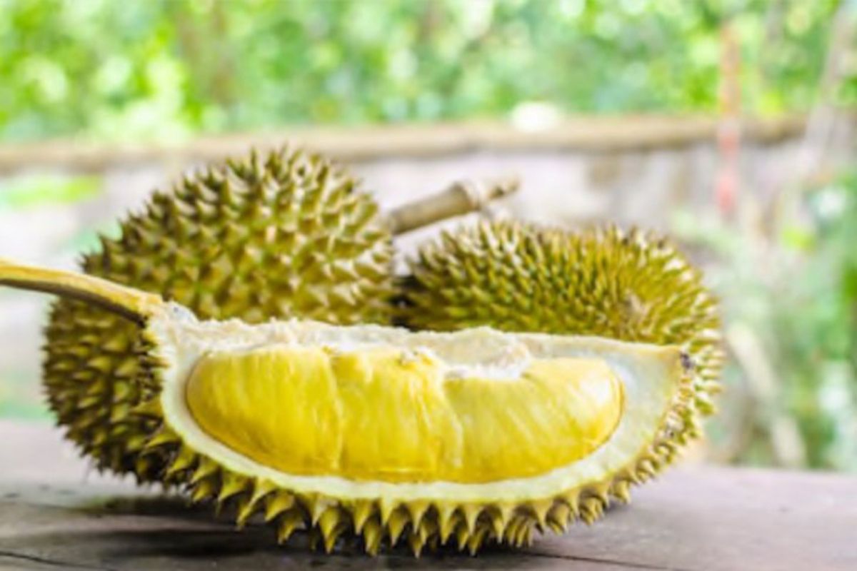 Durian mengandung kolestrol ternyata hanya mitos