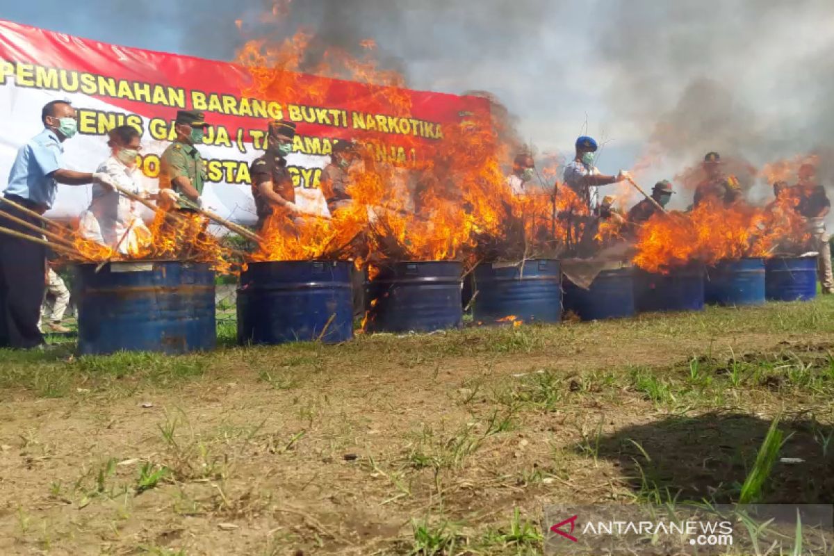 Polresta Yogyakarta musnahkan 1.083 batang tanaman ganja (VIDEO)