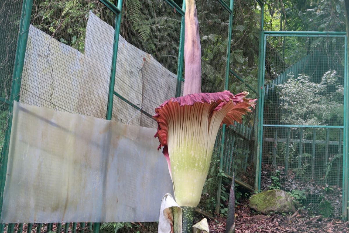 Bunga bangkai kembali mekar di Kebun Raya Cibodas LIPI