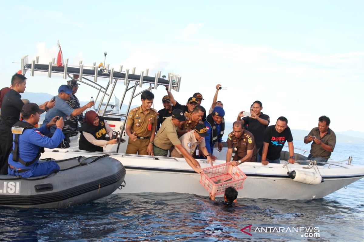 11 ekor penyu dan ikan Napoleon dilepasliarkan di Kota Luwuk