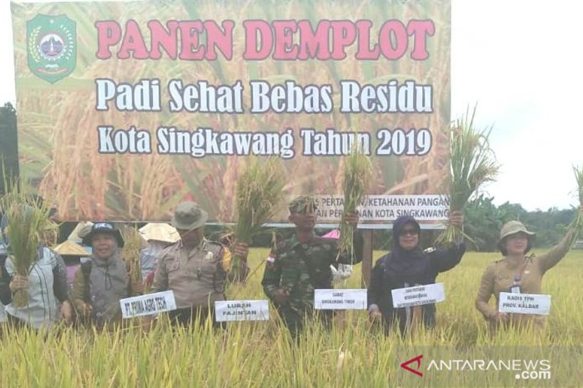 Sehektare padi bebas residu punya produktivitas 3,96 Ton di Singkawang