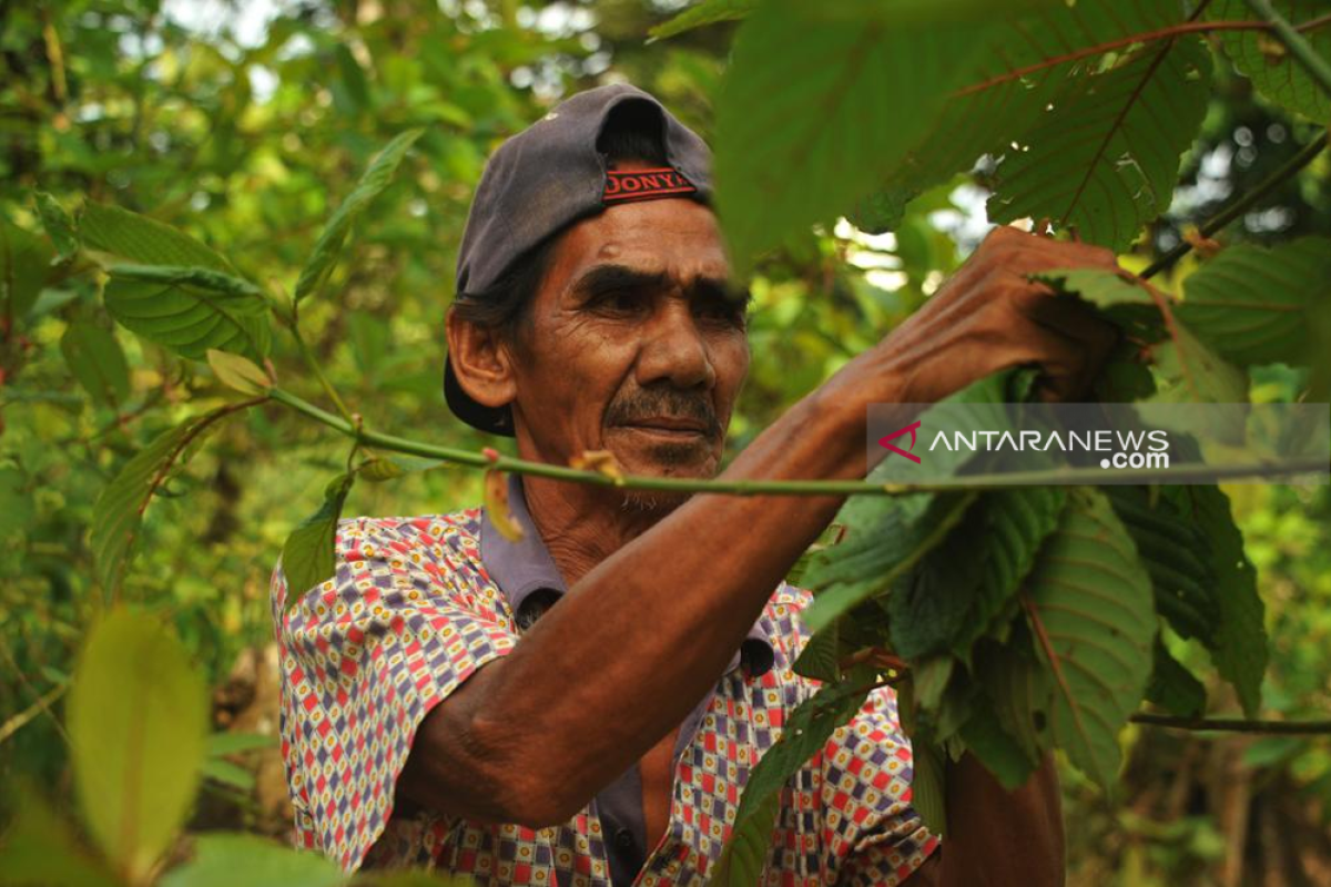 Bupati Kapuas Hulu tegaskan belum ada larangan terkait Kratom