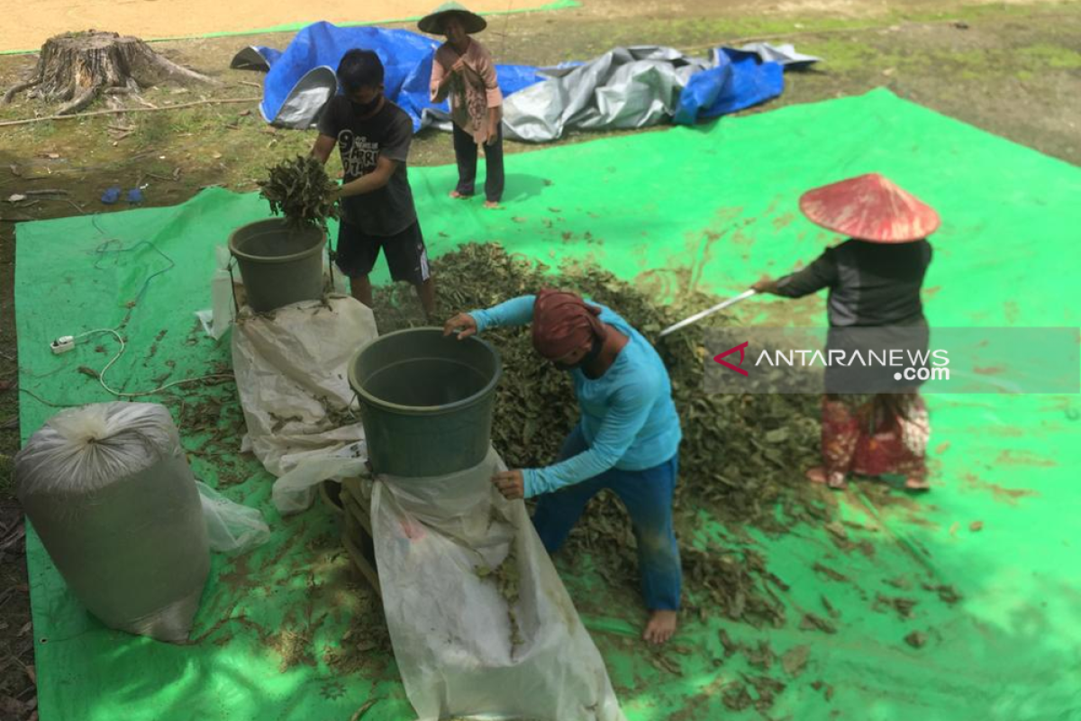 Jadi mata pencarian masyarakat, Bupati minta BNN buat regulasi jelas terkait kratom