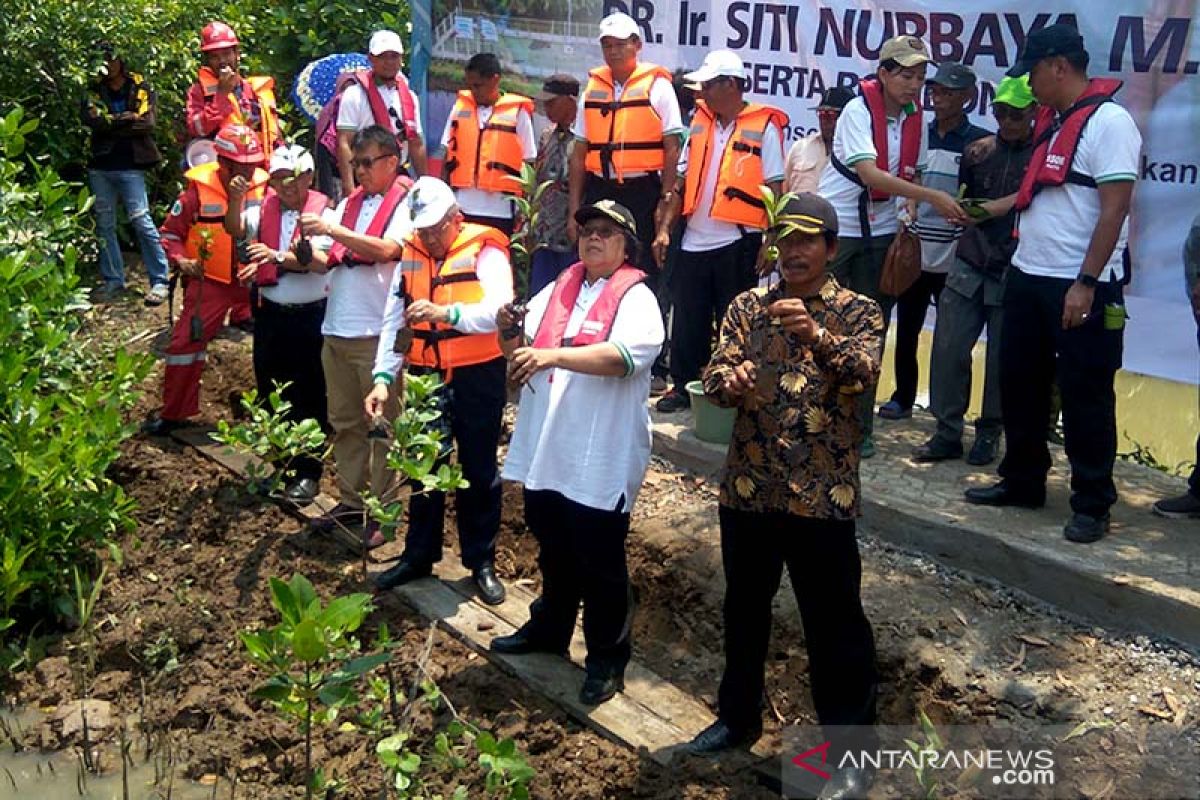 Menteri LHK puji kawasan magrove di Segara Anakan (Video)