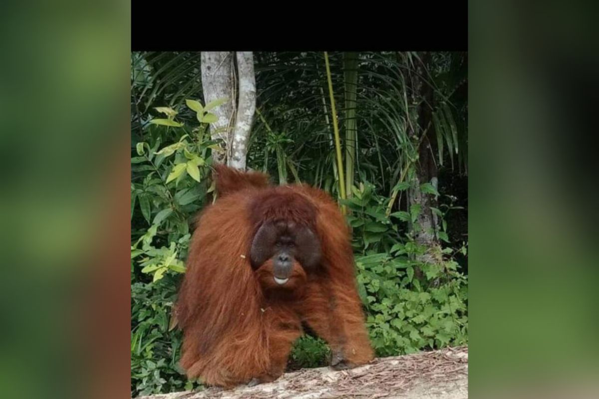 Orangutan masuk desa di pedalaman Barito Utara-Kalteng