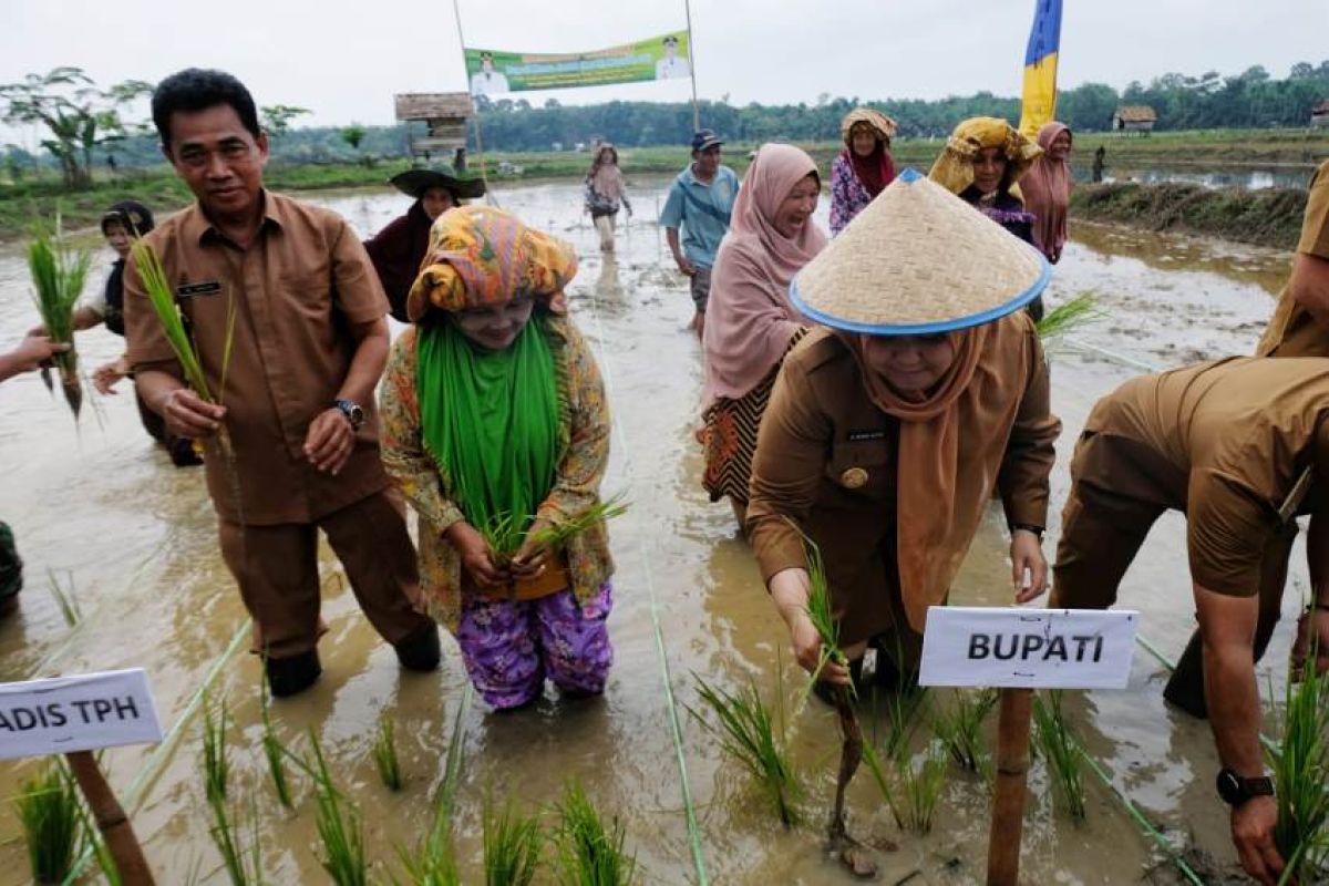 Bupati Masnah tanam padi dan berikan bantuan traktor