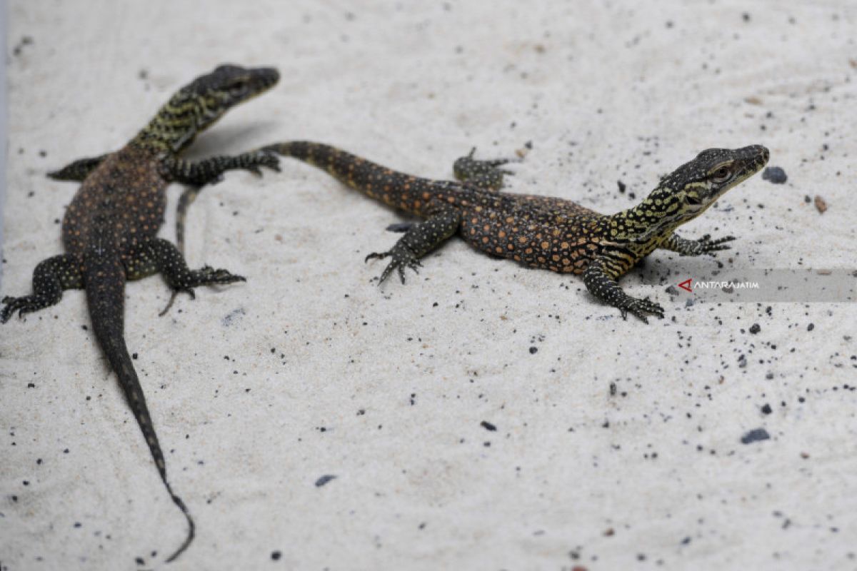 Keluarga Baru Komodo di Kebun Binatang Surabaya