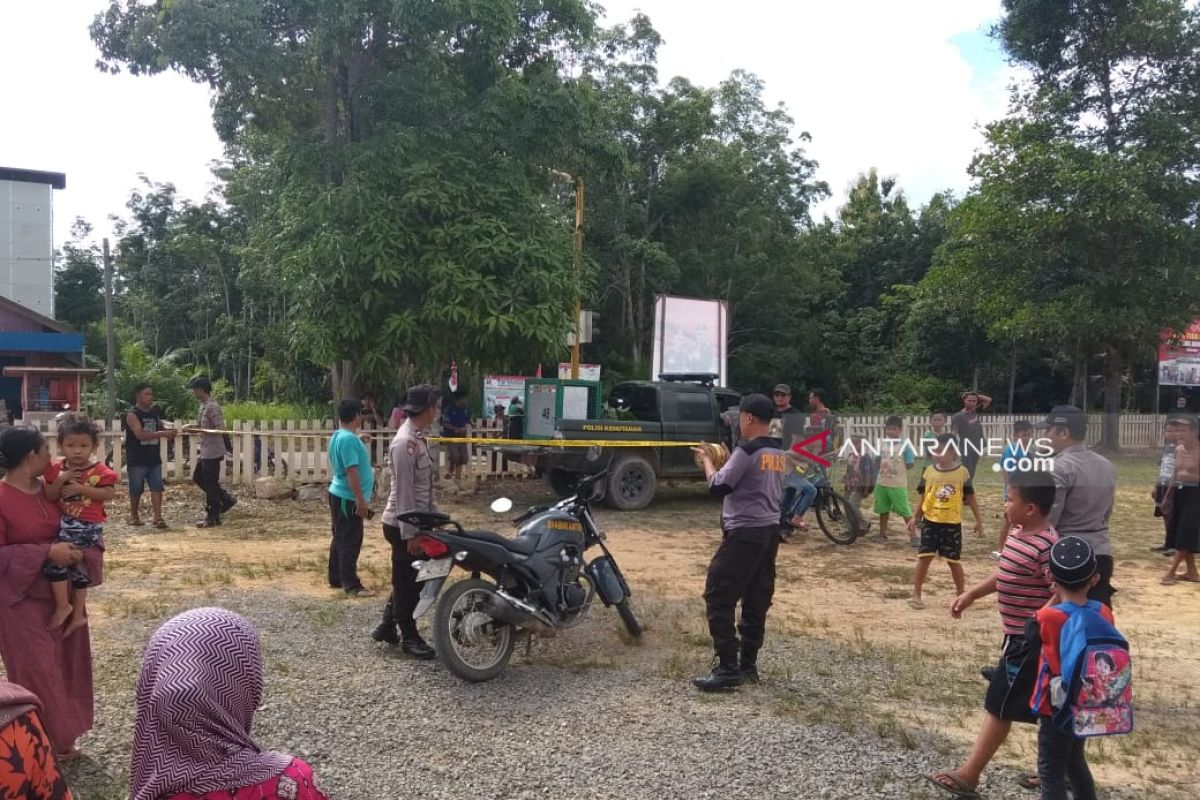 Orangutan masuk Desa Lampeong dilepasliarkan di Hutan Lindung Gunung Lumut