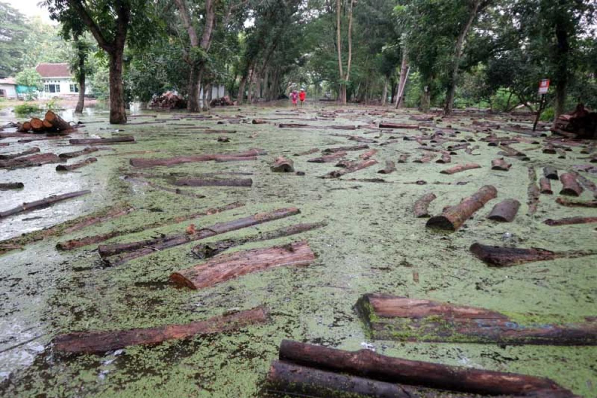 Ratusan balok jati di Bojonegoro terendam banjir