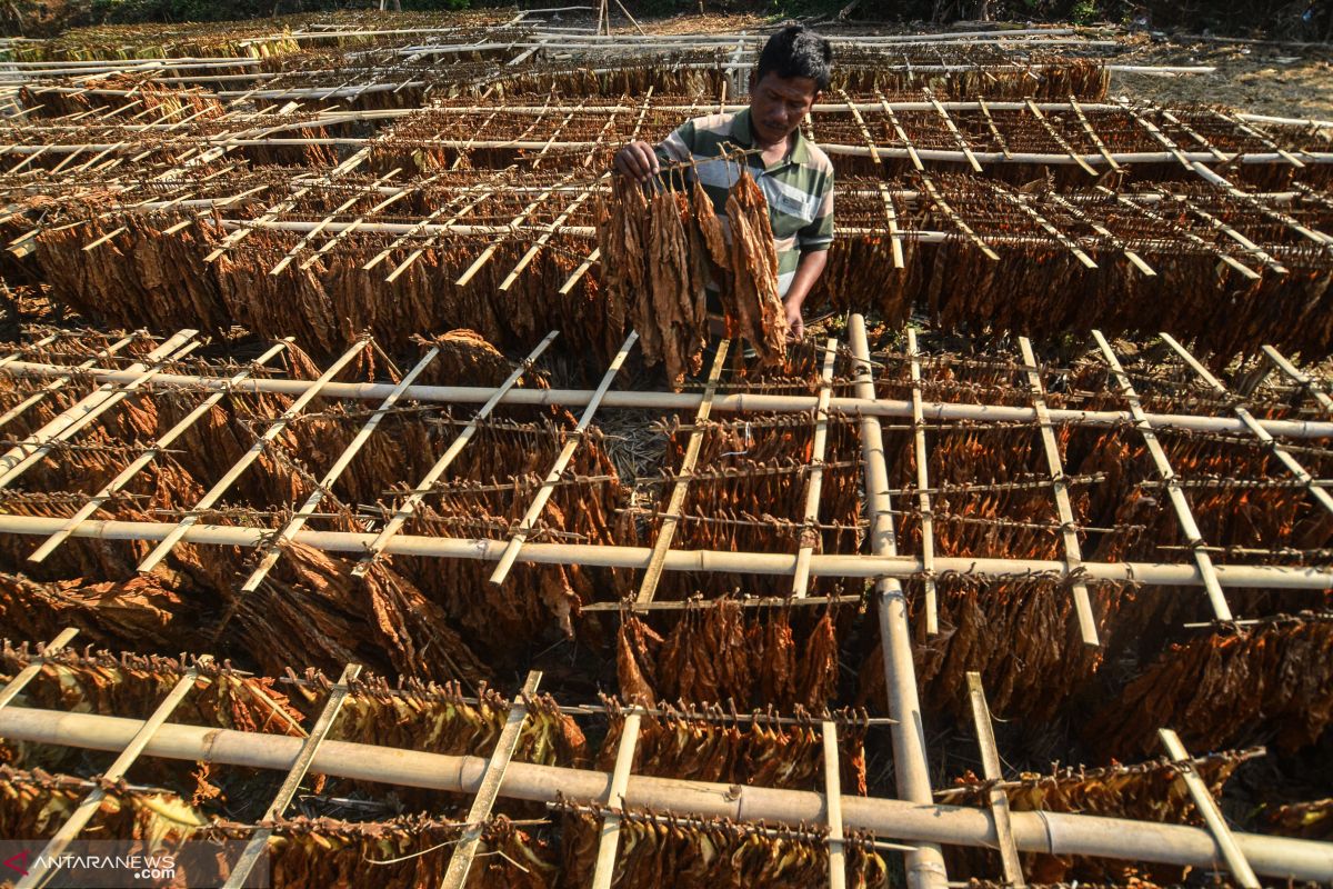 TKN akui sulit kendalikan tembakau, BPN pertimbangkan petani