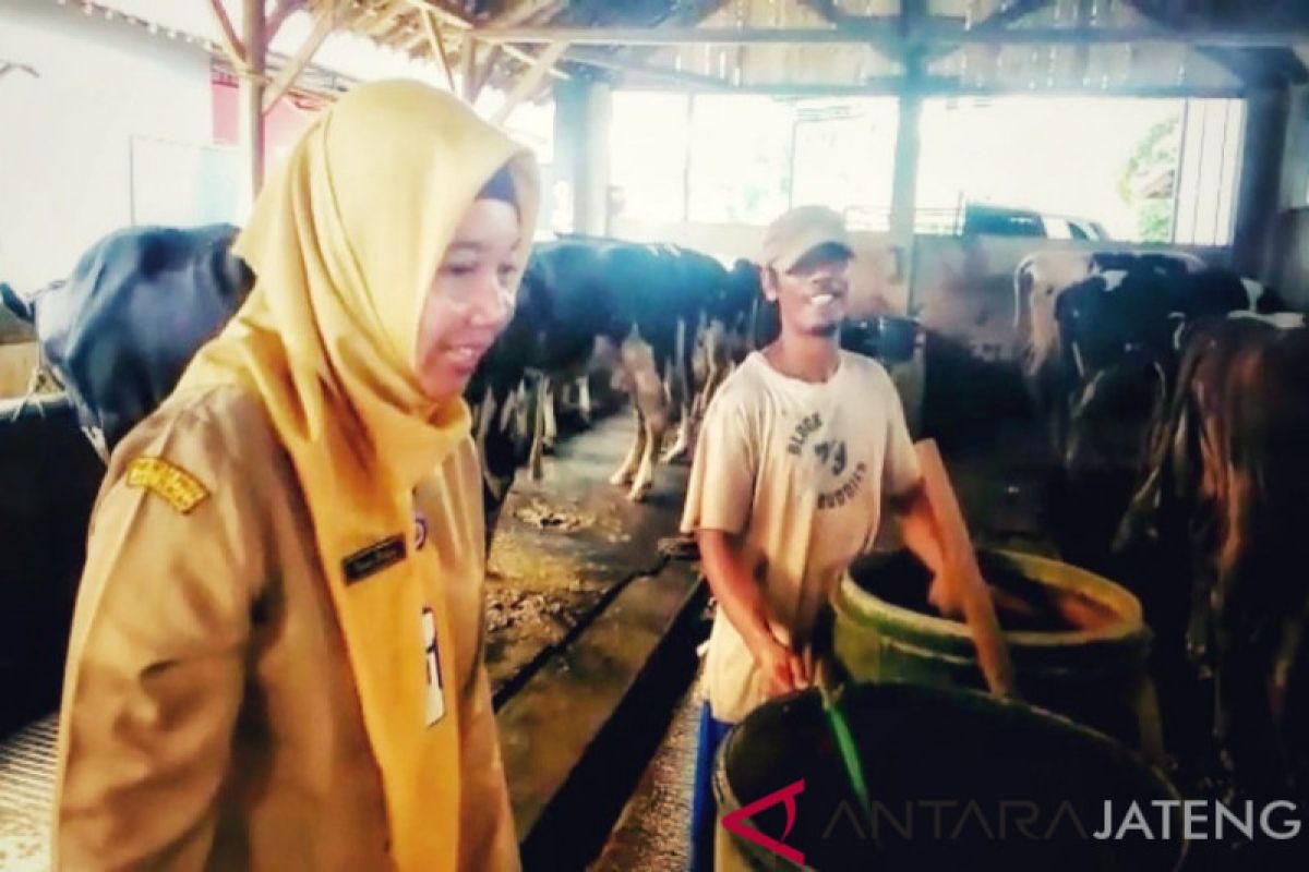 Pemkab Pekalongan rintis sentra peternakan sapi Paninggaran