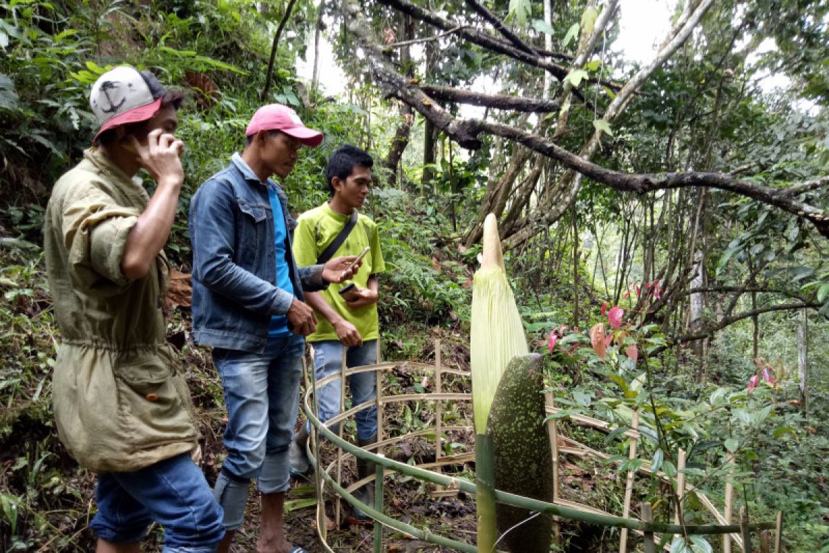 Bunga Bangkai setinggi dua meter tumbuh di kebun warga Agam