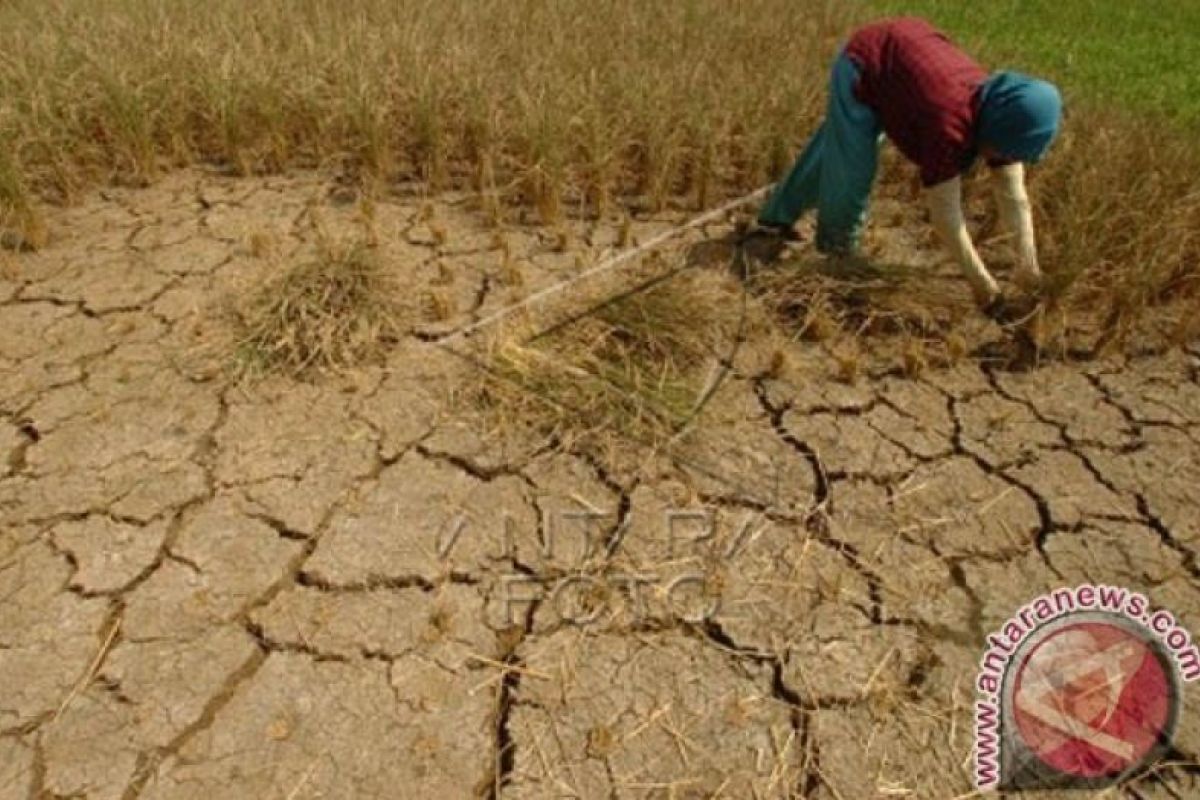 S. Sumatra to likely face longer drought: Disaster Mitigation Agency