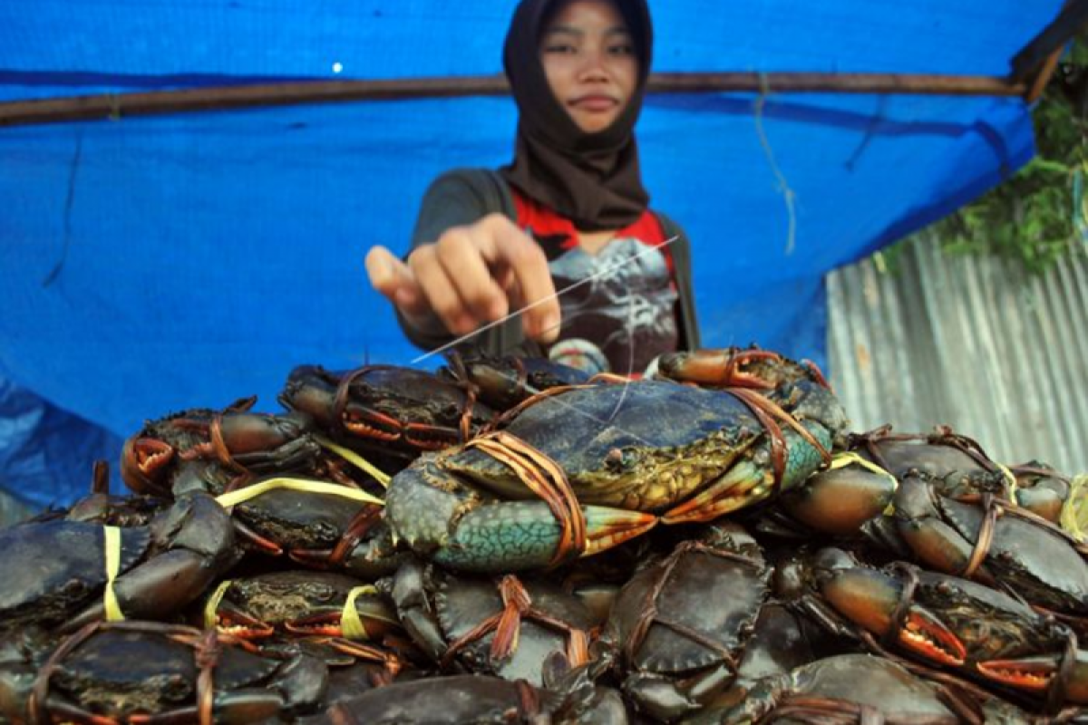 Maluku kembali ekspor kepiting ke Singapura