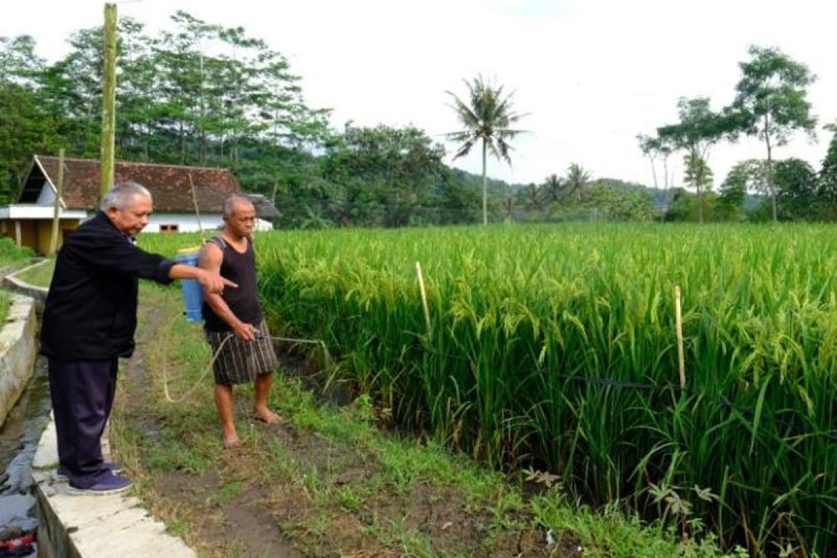 Disperpa Kota Magelang uji coba padi PIM