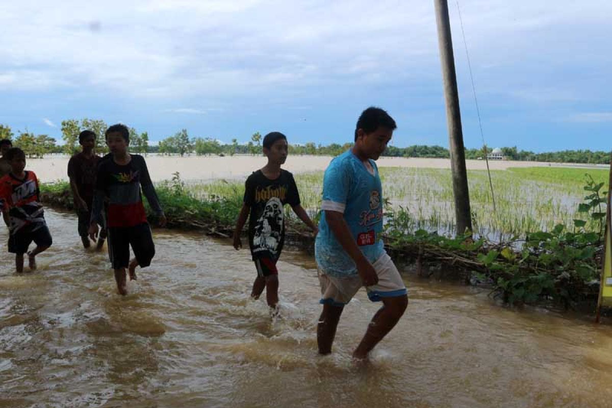 Ratusan hektare tanaman padi Bojonegoro terendam banjir (Video)