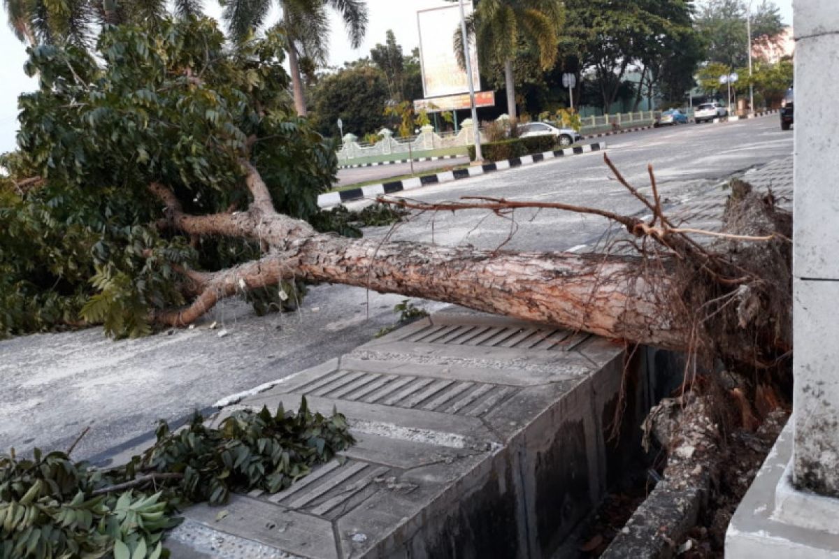 Pohon tumbang tutup Jalan Sisingamangaraja Pekanbaru