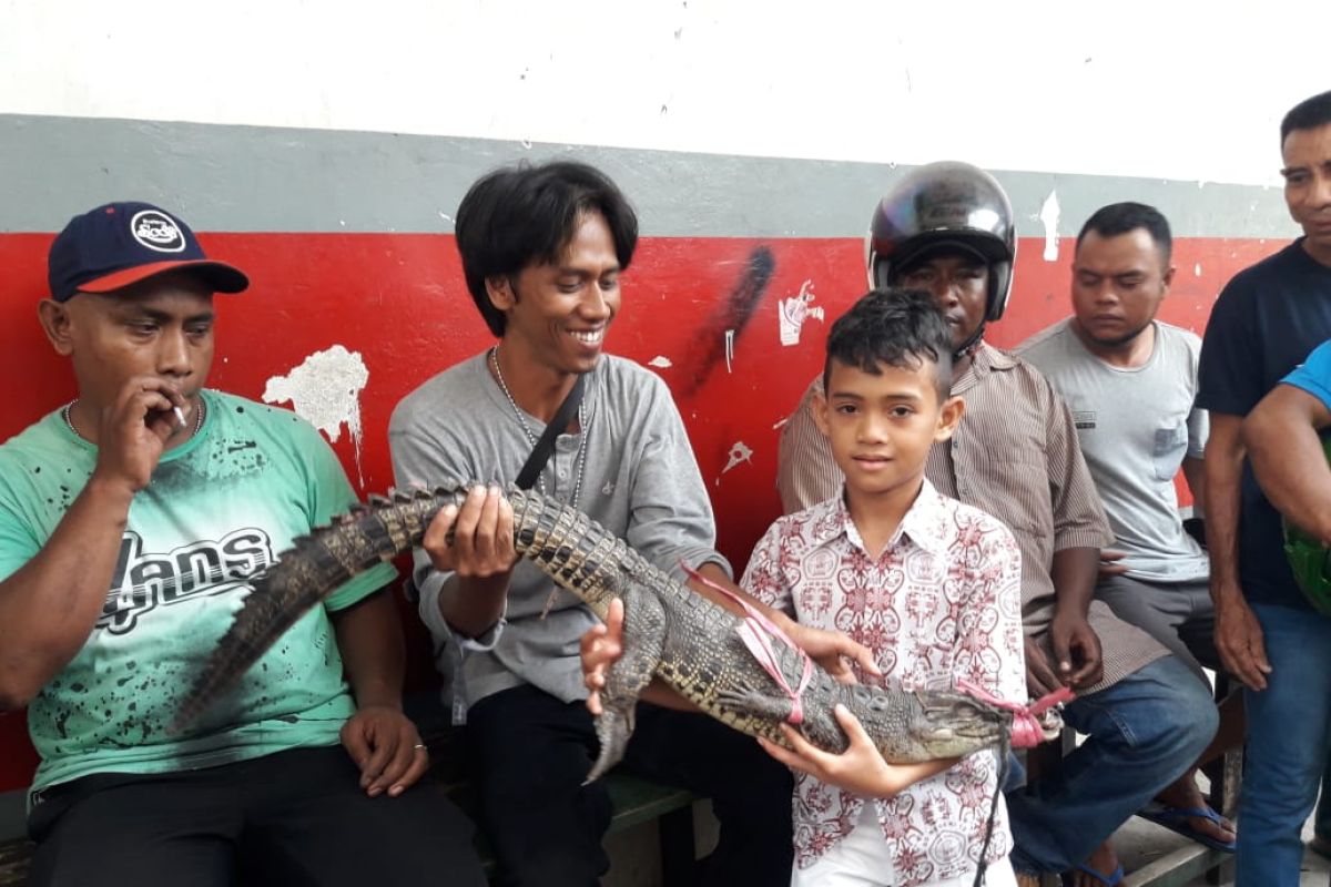 BKSDA Maluku amankan buaya muara di kandang transit