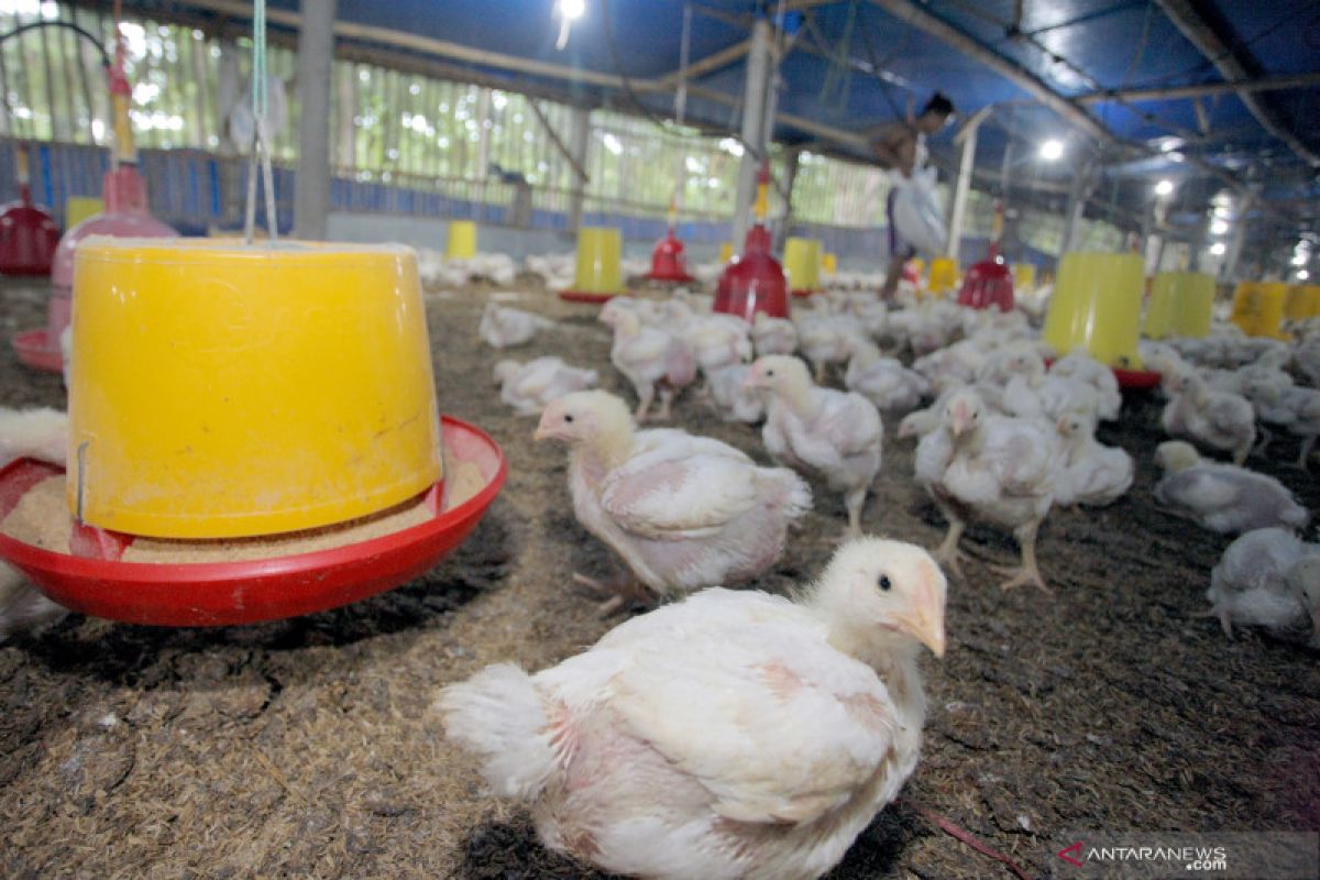 Harga ayam jatuh, peternak minta bantuan Ombudsman