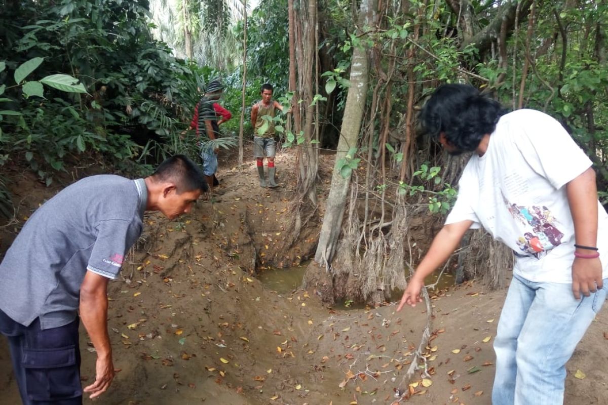 BKSDA Agam temukan sarang buaya serang warga Pasaman