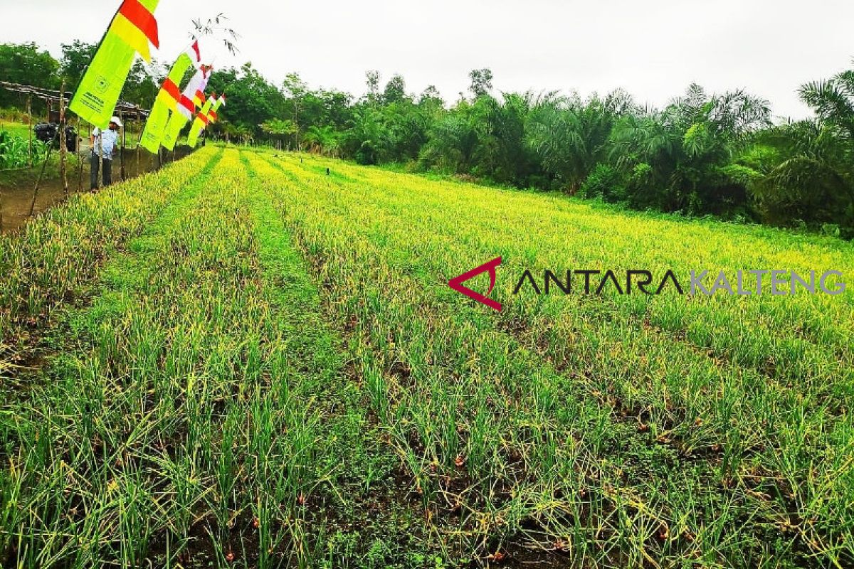 Petani Kotim bersemangat kembangkan bawang merah