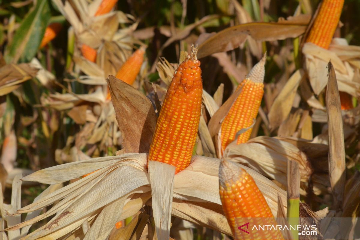 Bulog Akan Beli Jagung Petani Gorontalo Utara