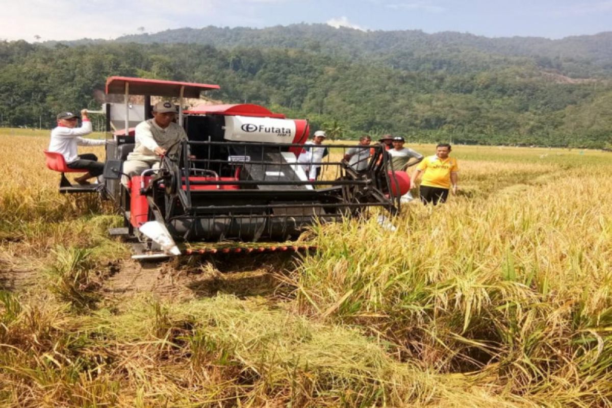 Petani Pasaman gunana alat panen padi modern, sangat menghemat