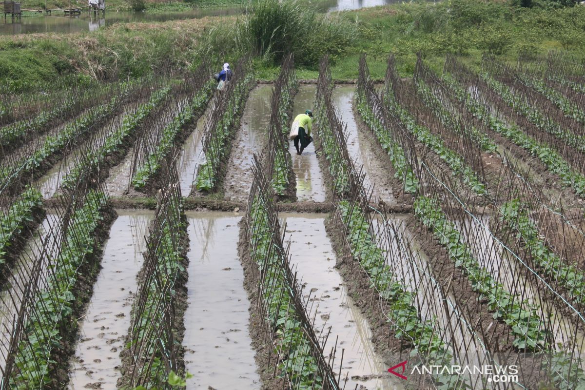 70 persen masyarakat Karawang masih bergantung sektor pertanian