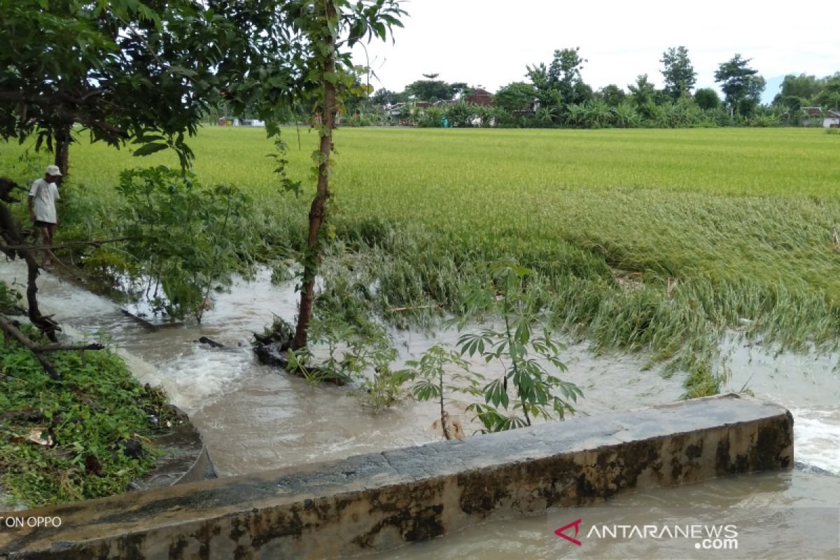 328 hektare sawah di Cawas, Klaten terdampak banjir