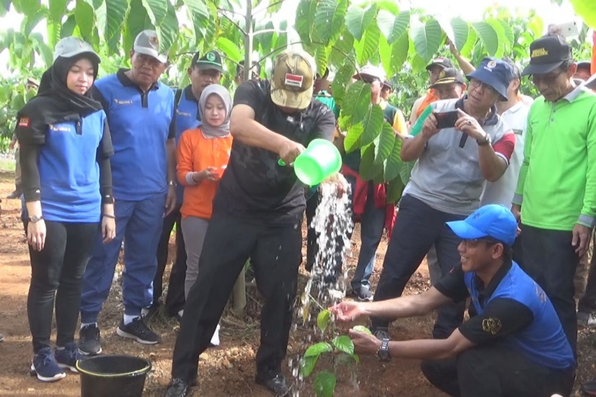 Dishut kembali tanam 1.500 pohon khas Kalimantan