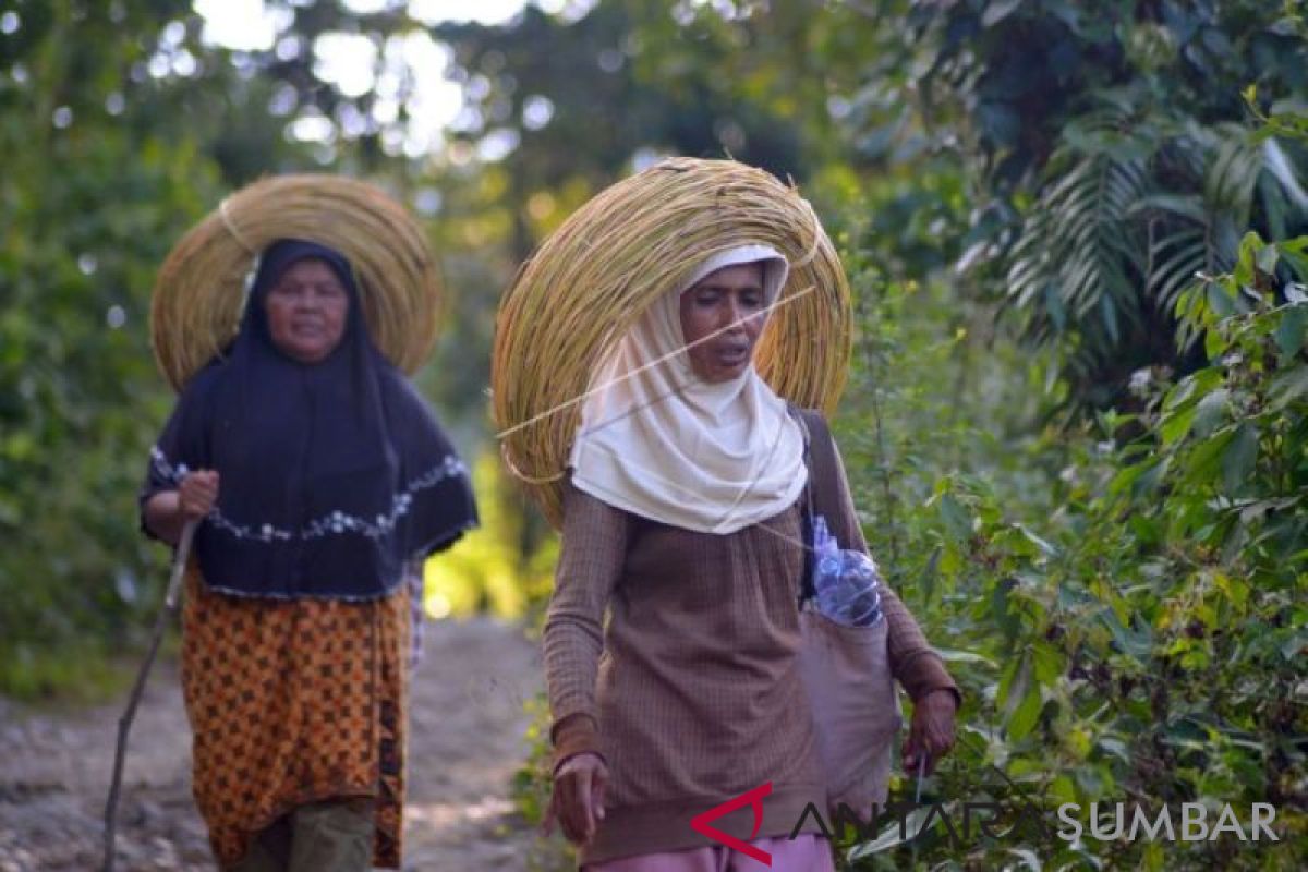 Pemerintah terbitkan izin pengelolaan hutan 6,49 juta hektare